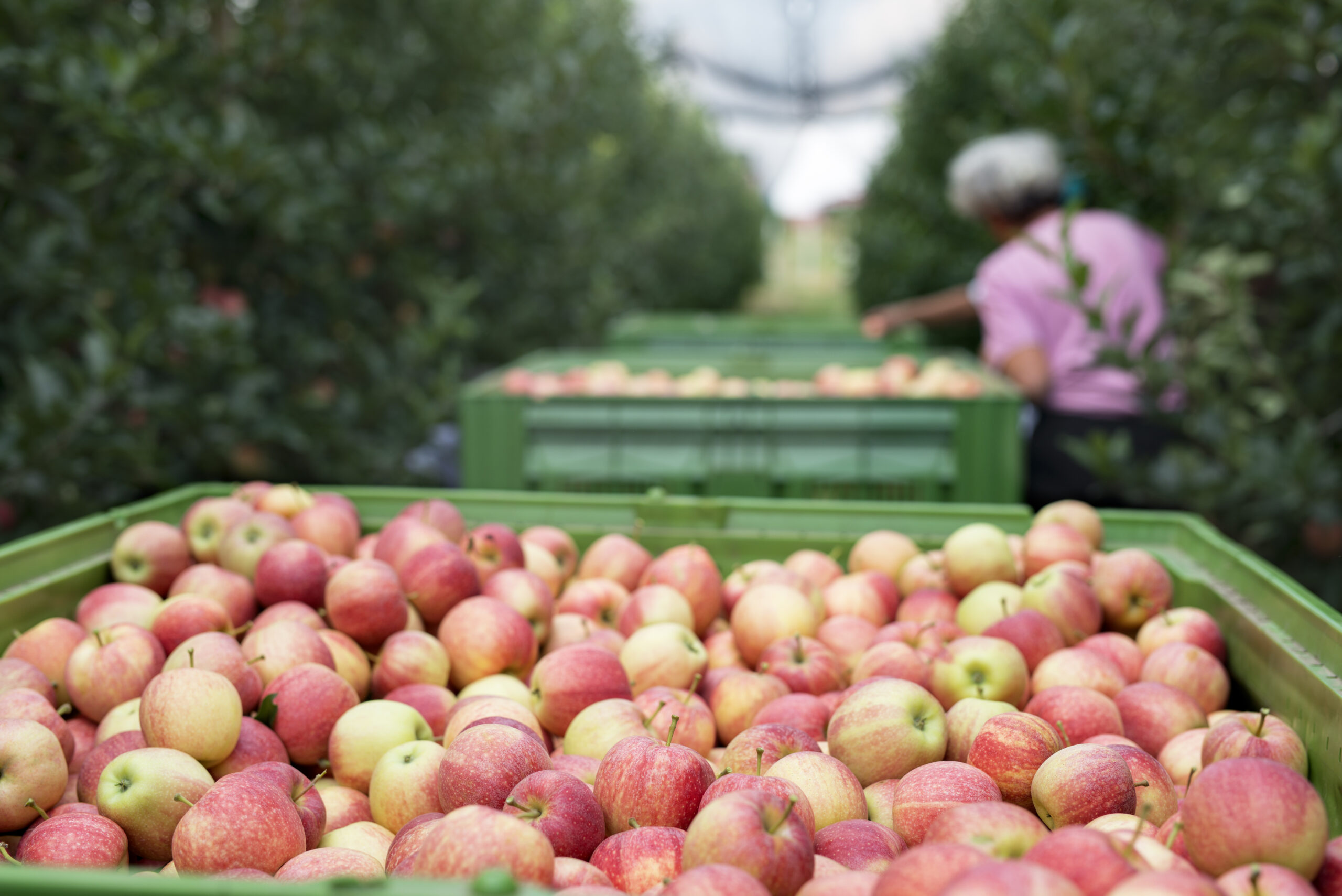 Recogida de fruta en el campo